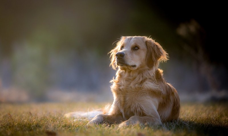 Обои взгляд, собака, друг, золотистый ретривер, tom landretti, look, dog, each, golden retriever разрешение 1920x1180 Загрузить