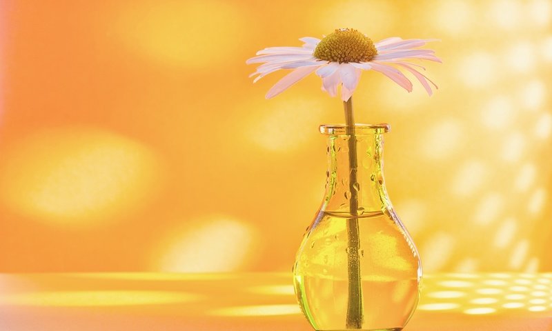 Обои фон, ромашка, бутылочка, вазочка, background, daisy, bottle, vase разрешение 2560x1696 Загрузить