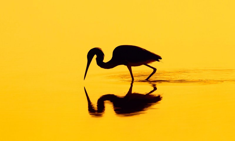 Обои отражение, птица, силуэт, цапля, reflection, bird, silhouette, heron разрешение 1920x1080 Загрузить