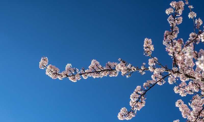 Обои небо, природа, цветение, ветки, весна, вишня, the sky, nature, flowering, branches, spring, cherry разрешение 2048x1365 Загрузить