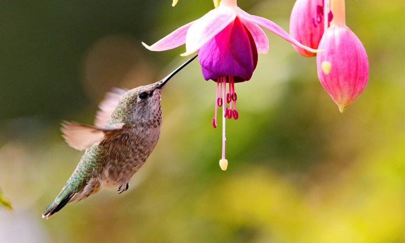 Обои бутоны, цветок, птица, колибри, фуксия, buds, flower, bird, hummingbird, fuchsia разрешение 2048x1286 Загрузить