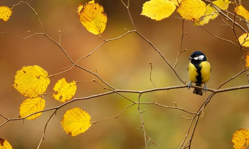 Обои ветка, листва, осень, птица, синица, branch, foliage, autumn, bird, tit разрешение 2499x1666 Загрузить