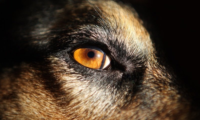 Обои глаза, морда, животные, собака, eyes, face, animals, dog разрешение 2560x1707 Загрузить