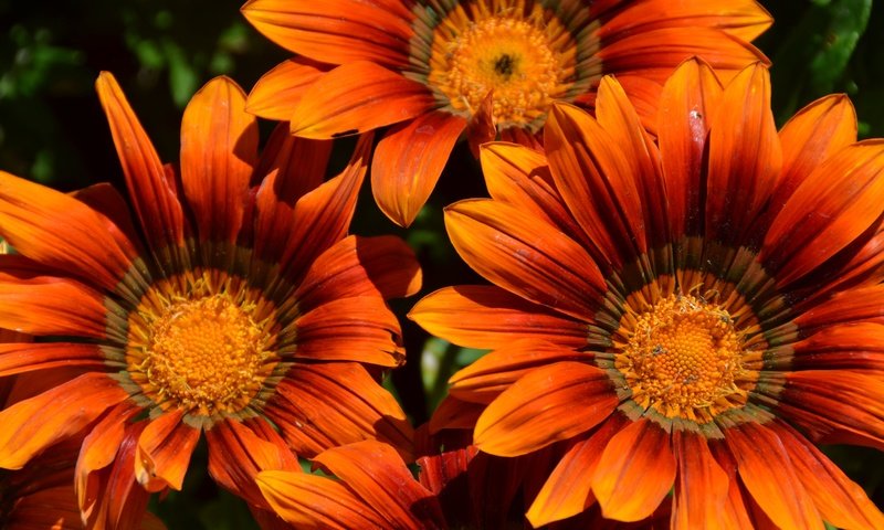 Обои цветы, макро, лето, лепестки, оранжевые, pixelanarchy, flowers, macro, summer, petals, orange разрешение 4928x3264 Загрузить