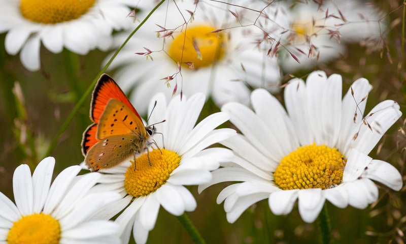 Обои цветы, насекомое, бабочка, ромашки, flowers, insect, butterfly, chamomile разрешение 3000x2000 Загрузить