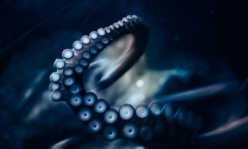 Обои осьминог, под водой, щупальца, подводный мир, присоски, octopus, under water, tentacles, underwater world, sucker разрешение 2560x1600 Загрузить