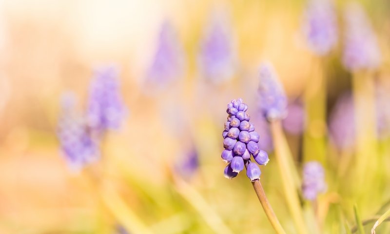 Обои свет, цветы, природа, мускари, light, flowers, nature, muscari разрешение 3911x2607 Загрузить