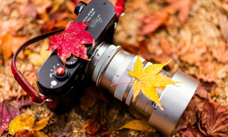 Обои листья, осень, фотоаппарат, камера, объектив, очень, leaves, autumn, the camera, camera, lens, very разрешение 2048x1365 Загрузить