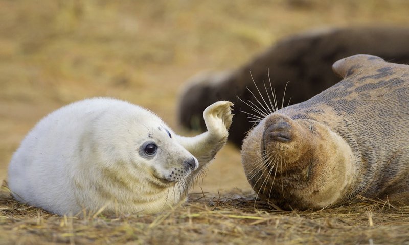Обои игра, детеныш, тюлени, морские млекопитающие, длинномордый тюлень, the game, cub, seals, marine mammals, glennamaddy seal разрешение 1920x1080 Загрузить