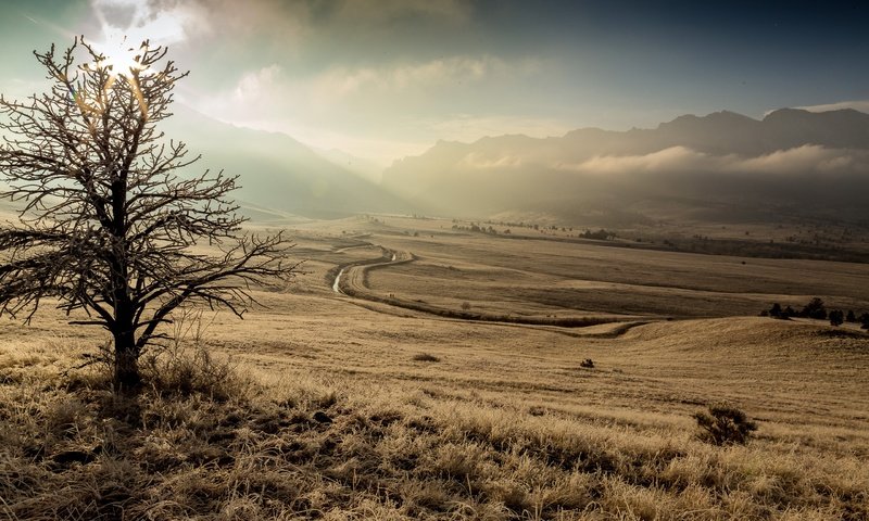 Обои горы, дерево, утро, туман, поле, mountains, tree, morning, fog, field разрешение 2560x1707 Загрузить