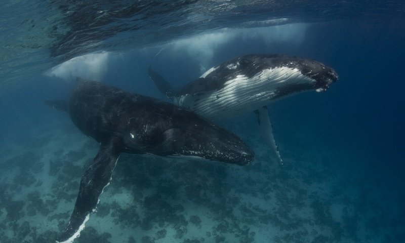 Обои вода, море, океан, кит, горбатый кит, water, sea, the ocean, kit, humpback whale разрешение 2560x1707 Загрузить