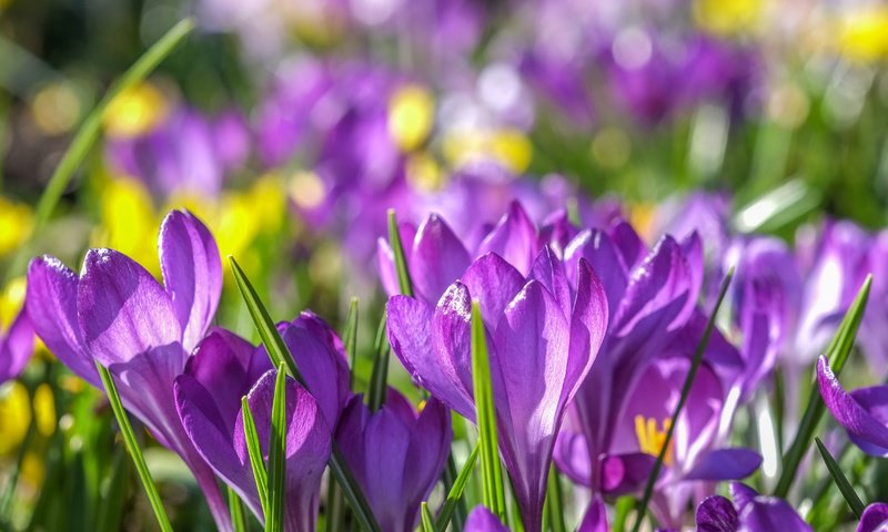 Обои цветы, весна, фиолетовые, крокусы, крокус, шафран, flowers, spring, purple, crocuses, krokus, saffron разрешение 4896x2760 Загрузить