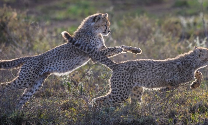 Обои природа, игра, котята, гепард, гепарды, nature, the game, kittens, cheetah, cheetahs разрешение 3048x1600 Загрузить