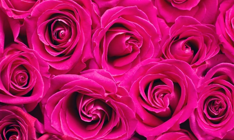 Обои цветы, розы, лепестки, flowers, roses, petals разрешение 2874x1600 Загрузить
