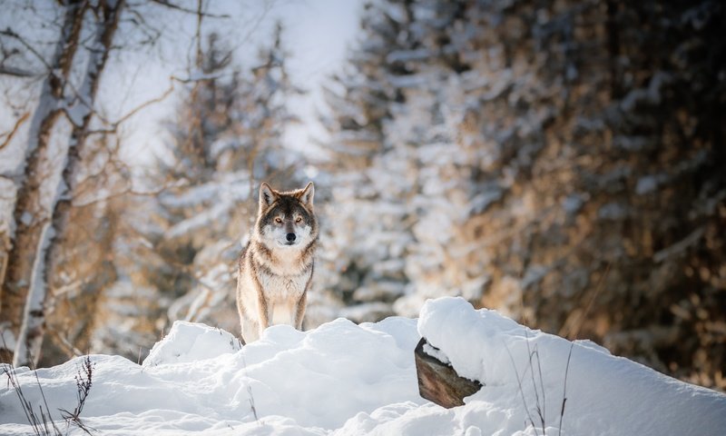 Обои глаза, морда, деревья, снег, лес, зима, взгляд, волк, eyes, face, trees, snow, forest, winter, look, wolf разрешение 1920x1100 Загрузить