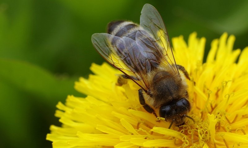 Обои макро, насекомое, цветок, одуванчик, пчела, macro, insect, flower, dandelion, bee разрешение 3072x2053 Загрузить