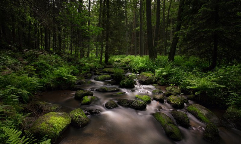 Обои деревья, камни, лес, ручей, мох, папоротник, lena held, trees, stones, forest, stream, moss, fern разрешение 5472x3648 Загрузить