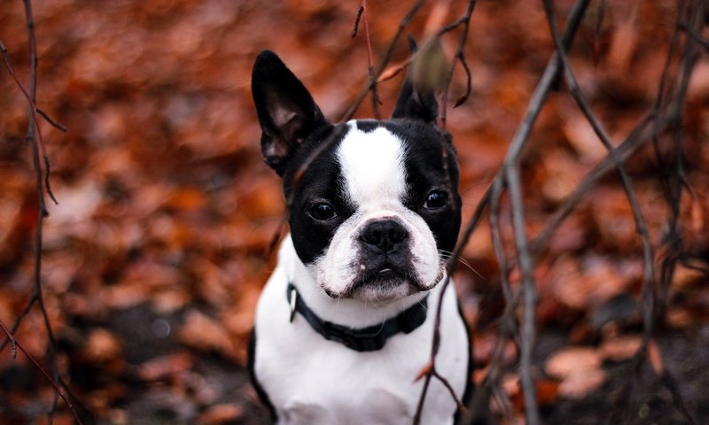 Обои мордочка, бостон терьер, ветки, взгляд, собака, щенок, ошейник, бостон-терьер, осенние листья, muzzle, branches, look, dog, puppy, collar, boston terrier, autumn leaves разрешение 2560x1600 Загрузить