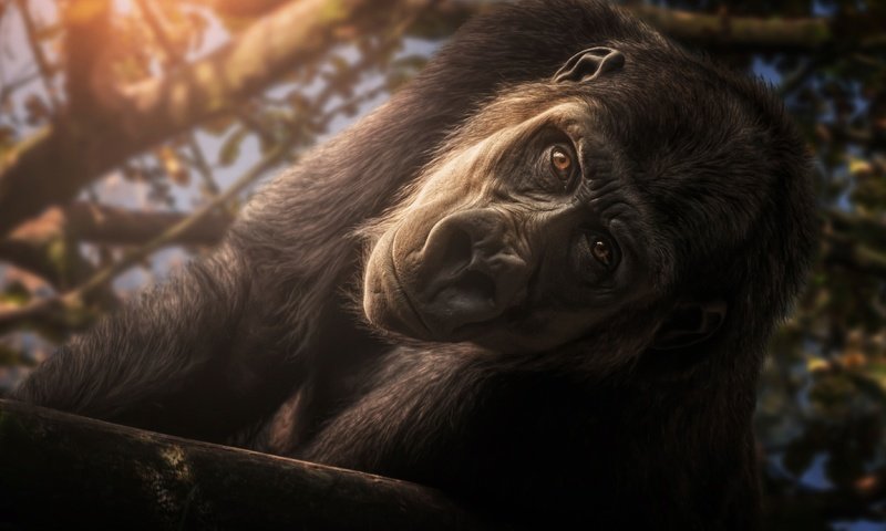 Обои морда, взгляд, обезьяна, горилла, примат, face, look, monkey, gorilla, the primacy of разрешение 3648x2439 Загрузить