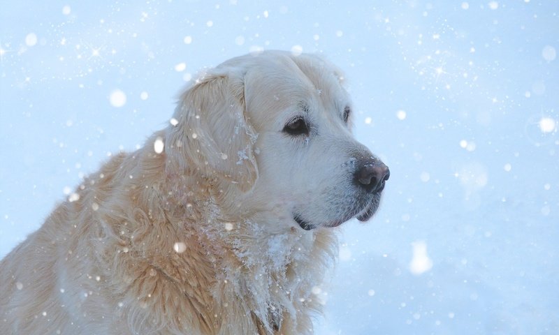 Обои мордочка, собака, золотистый ретривер, снегопад, muzzle, dog, golden retriever, snowfall разрешение 2880x1800 Загрузить