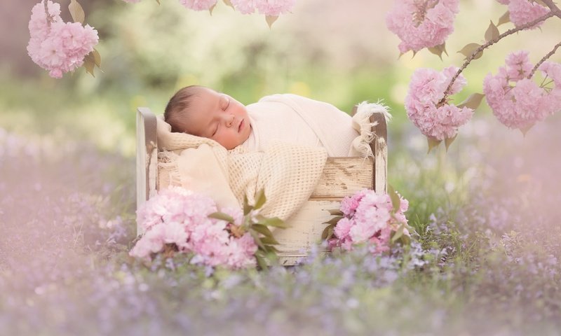 Обои цветы, цветение, ветки, сон, сакура, малыш, младенец, спящий, кроватка, flowers, flowering, branches, sleep, sakura, baby, cot разрешение 2048x1365 Загрузить