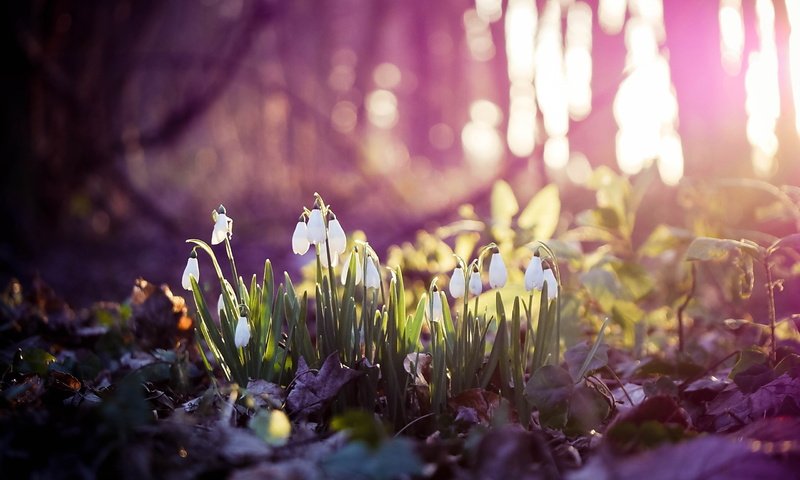 Обои цветы, весна, белые, подснежники, боке, flowers, spring, white, snowdrops, bokeh разрешение 2560x1600 Загрузить
