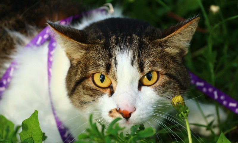 Обои глаза, трава, кот, мордочка, усы, кошка, взгляд, eyes, grass, cat, muzzle, mustache, look разрешение 1920x1280 Загрузить