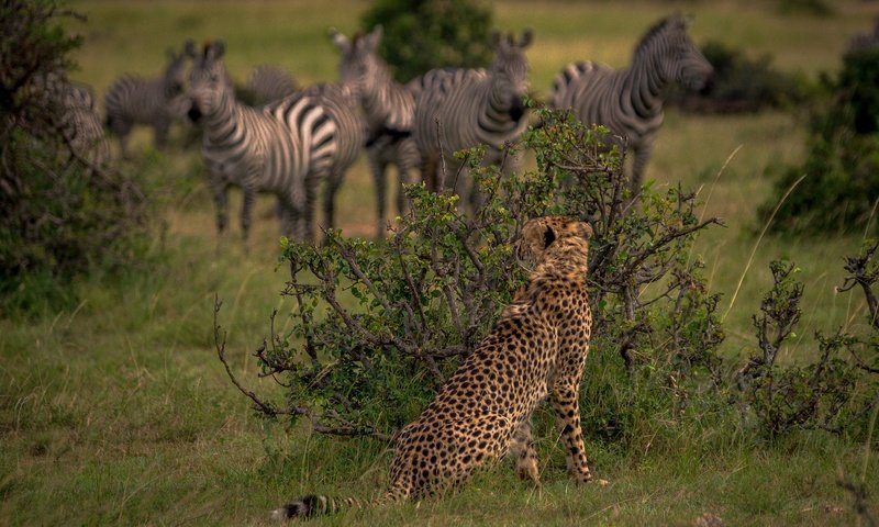 Обои кусты, африка, охота, гепард, дикая кошка, наблюдение, кения, зебры, the bushes, africa, hunting, cheetah, wild cat, observation, kenya, zebra разрешение 4045x2697 Загрузить