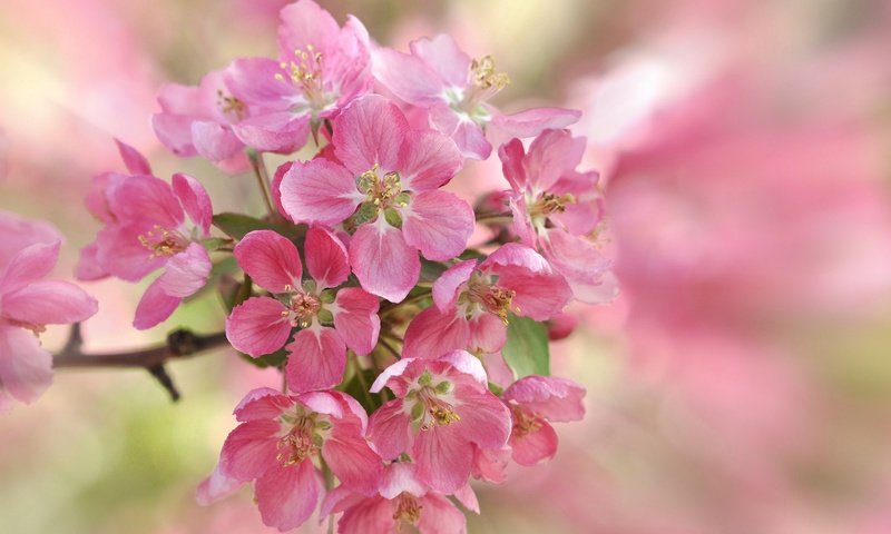 Обои лепестки, сад, весна, вишня, соцветие, petals, garden, spring, cherry, inflorescence разрешение 2048x1360 Загрузить