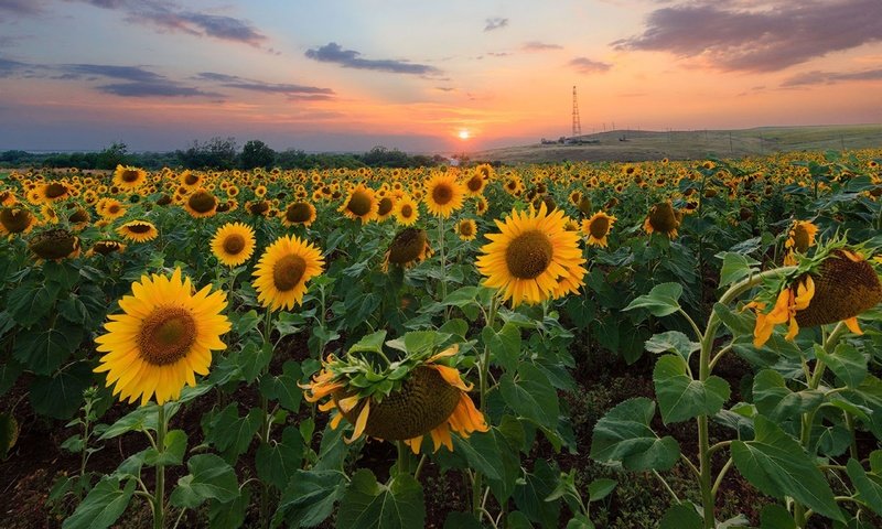 Обои природа, закат, поле, подсолнухи,  цветы, nature, sunset, field, sunflowers, flowers разрешение 2560x1628 Загрузить