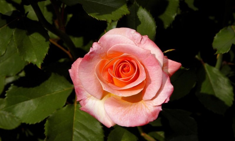 Обои фон, роза, лепестки, куст, бутон розы, background, rose, petals, bush, rosebud разрешение 3000x2000 Загрузить