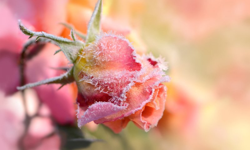 Обои цветок, иней, роза, размытость, бутон, flower, frost, rose, blur, bud разрешение 1920x1200 Загрузить