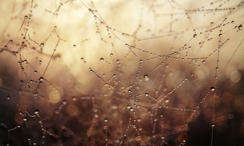 Обои макро, роса, капли, паутина, боке, капли воды, macro, rosa, drops, web, bokeh, water drops разрешение 2000x1320 Загрузить