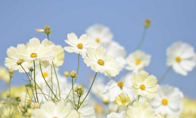 Обои небо, цветы, бутоны, лепестки, белые, крупный план, космея, the sky, flowers, buds, petals, white, close-up, kosmeya разрешение 2048x1356 Загрузить