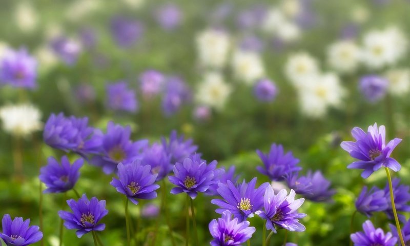 Обои фиолетовые цветы, ветреница, анемон, purple flowers, anemone разрешение 3200x2252 Загрузить