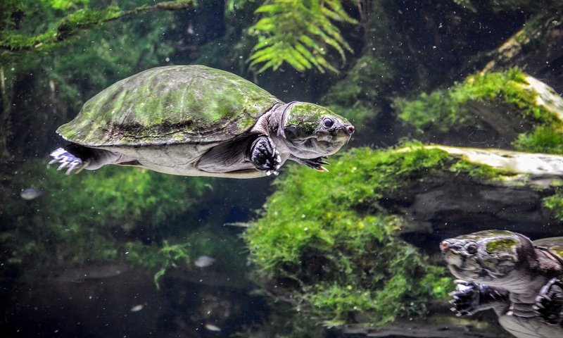 Обои черепаха, подводный мир, черепахи, пресмыкающиеся, turtle, underwater world, turtles, reptiles разрешение 2560x1440 Загрузить