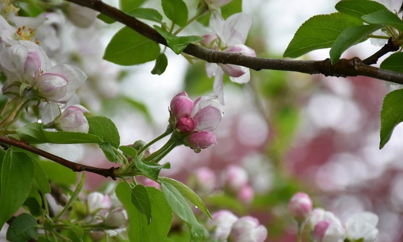 Обои дерево, цветение, весна, яблоня, tree, flowering, spring, apple разрешение 2048x1365 Загрузить