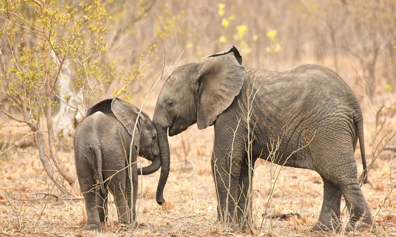 Обои природа, африка, слоны, хобот, nature, africa, elephants, trunk разрешение 2048x1365 Загрузить