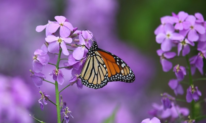 Обои цветы, макро, насекомое, бабочка, крылья, данаида монарх, левкой, flowers, macro, insect, butterfly, wings, the monarch, gillyflower разрешение 3500x2282 Загрузить