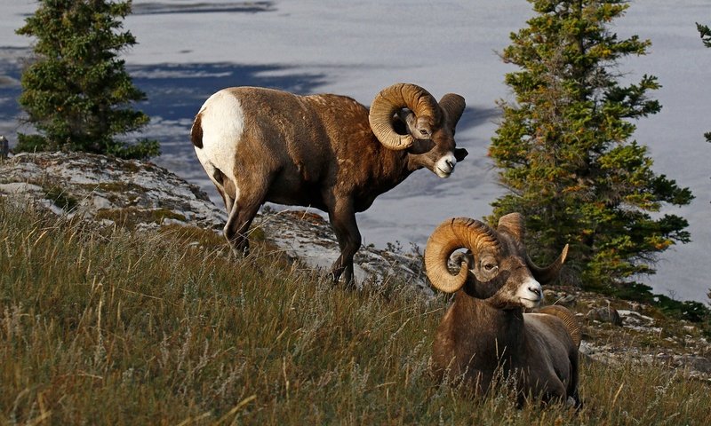 Обои природа, рога, канада, бараны, толсторог, nature, horns, canada, sheep, bighorn sheep разрешение 1920x1280 Загрузить