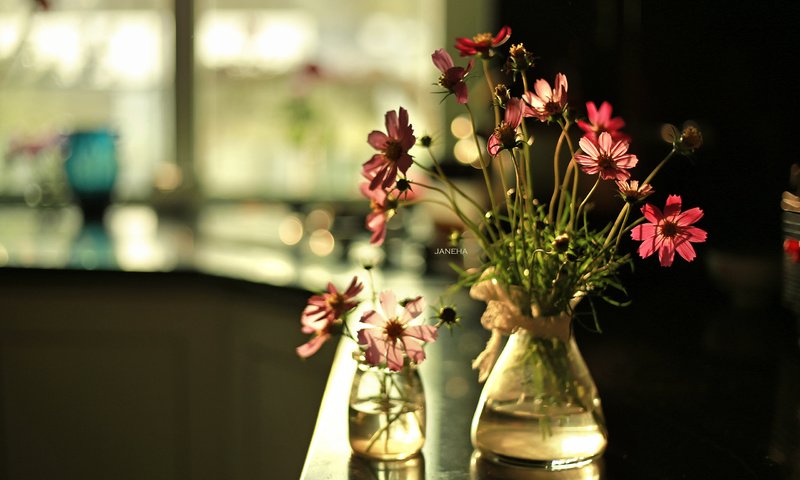 Обои цветы, ваза, космея, flowers, vase, kosmeya разрешение 2560x1600 Загрузить