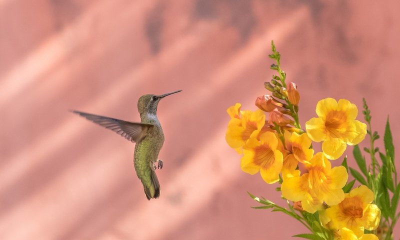 Обои цветы, птица, клюв, перья, колибри, калипта анны, бигнония, flowers, bird, beak, feathers, hummingbird, calypte anna, bignonia разрешение 2048x1173 Загрузить