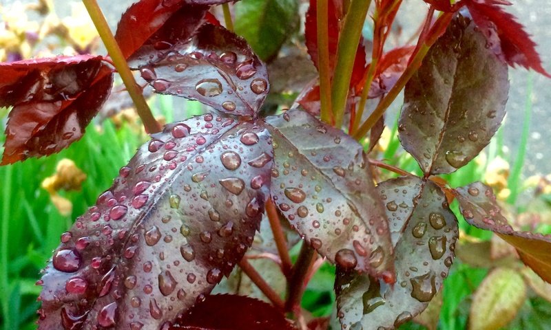 Обои листья, капли, капли воды, после дождя, leaves, drops, water drops, after the rain разрешение 2448x3264 Загрузить