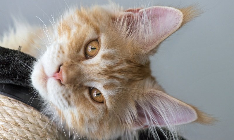 Обои кот, мордочка, усы, кошка, взгляд, рыжий, мейн-кун, cat, muzzle, mustache, look, red, maine coon разрешение 5568x3712 Загрузить