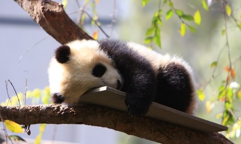 Обои дерево, панда, сон, зоопарк, детеныш, дикие животные, tree, panda, sleep, zoo, cub, wild animals разрешение 3840x2400 Загрузить