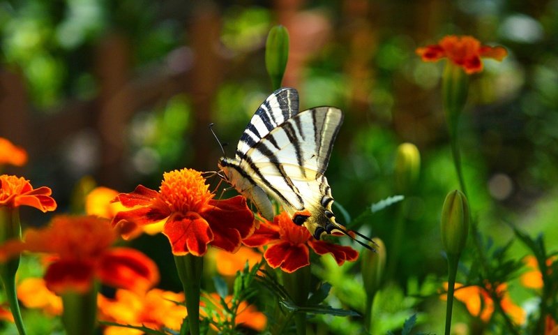 Обои цветы, насекомое, парусник, бабочка, крылья, бархатцы, flowers, insect, sailboat, butterfly, wings, marigolds разрешение 3000x1852 Загрузить