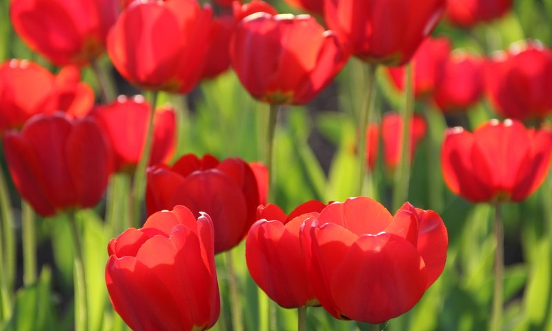 Обои цветы, бутоны, листья, лепестки, весна, тюльпаны, стебли, flowers, buds, leaves, petals, spring, tulips, stems разрешение 5184x3456 Загрузить