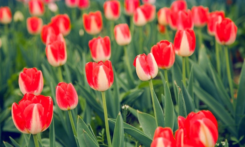 Обои цветы, бутоны, листья, лепестки, весна, тюльпаны, стебли, flowers, buds, leaves, petals, spring, tulips, stems разрешение 5616x3744 Загрузить