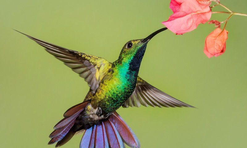 Обои цветок, крылья, птица, клюв, колибри, колибри-манго, flower, wings, bird, beak, hummingbird, hummingbird-mango разрешение 2048x1425 Загрузить