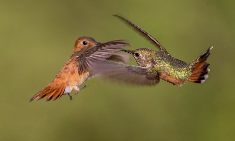 Обои крылья, птица, клюв, пара, колибри, охристый колибри, wings, bird, beak, pair, hummingbird, buffy hummingbird разрешение 2048x1365 Загрузить